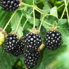 Rubus laciniatus thornfree