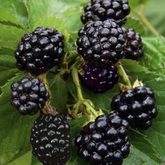 Rubus natchez