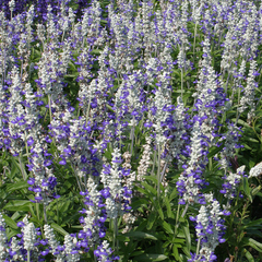 Salvia farinacea