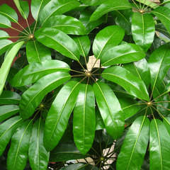 Schefflera actinophylla