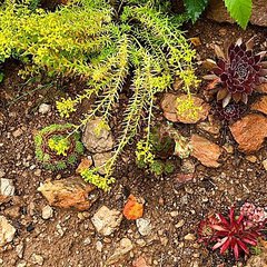 Sedum repestre angelina