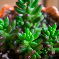 Sedum rubrotinctum