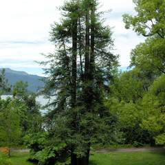 Sequoia sempervirens