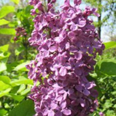 Syringa vulgaris ludwig spaeth