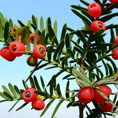 Taxus baccata