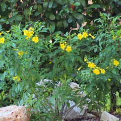 Tecoma stans butterscotch