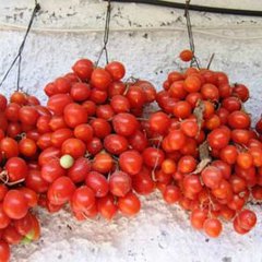 Tomato principe bourgese