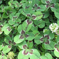 Trifolium repens jessica