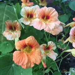 Tropaeolum majus evelyn