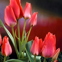 Tulipa greigii