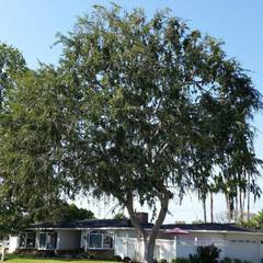Ulmus parvifolia