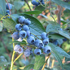 Vaccinium corymbosum tifblue