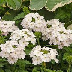 Verbena hybrid endurascape white blush