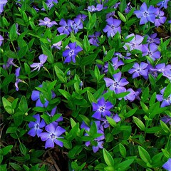 Vinca minor