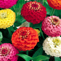 Zinnia elegans